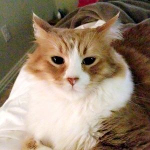 Meet your Posher, Meredith